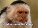 monkey.jpg image by fixedspurs