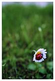 Ladybug.jpg image by fancypantslove